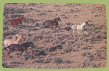 wild horses placemat